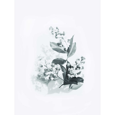 Photographie florale en noir et blanc