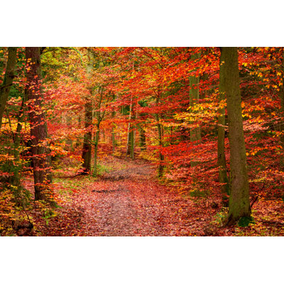 " Red Forest " by Shaiith