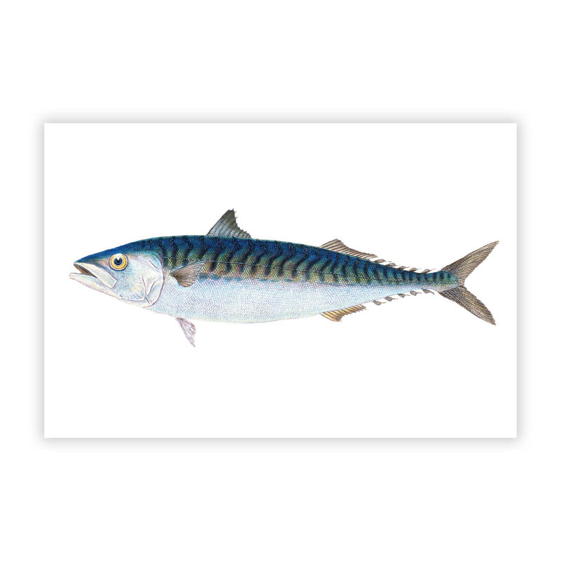 Mackerel Fish by Edward Donovan - Wall Art, 29.7 cm H x 42 cm W