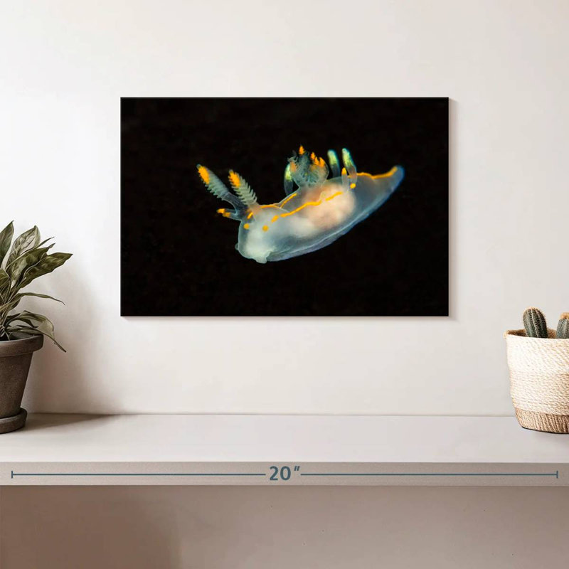 Limace de mer dans les eaux sombres, H 8 po x l 12 po