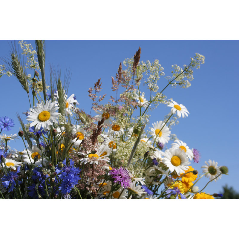 Flowers of The Field 1 Piece Wrapped Canvas Wall Art, 20cm H x 30cm W x 3.8cm D