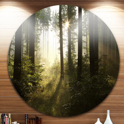 «Early Morning Sun in Misty Forest», reproduction de photo sur métal