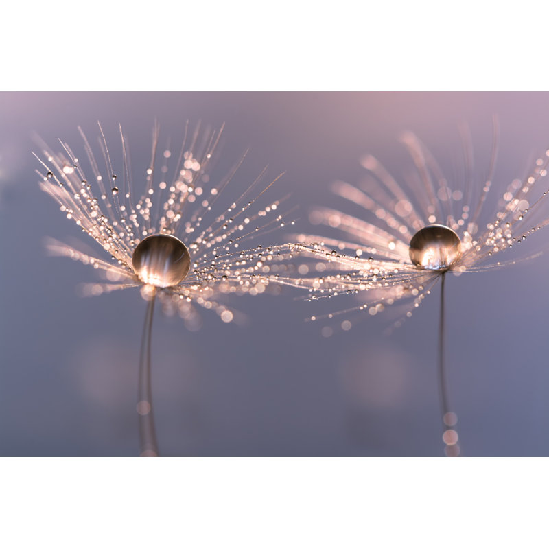 Macro Of A Dandelion by Yulia Gusterina - Wrapped Canvas Print, 61cm H x 91cm W