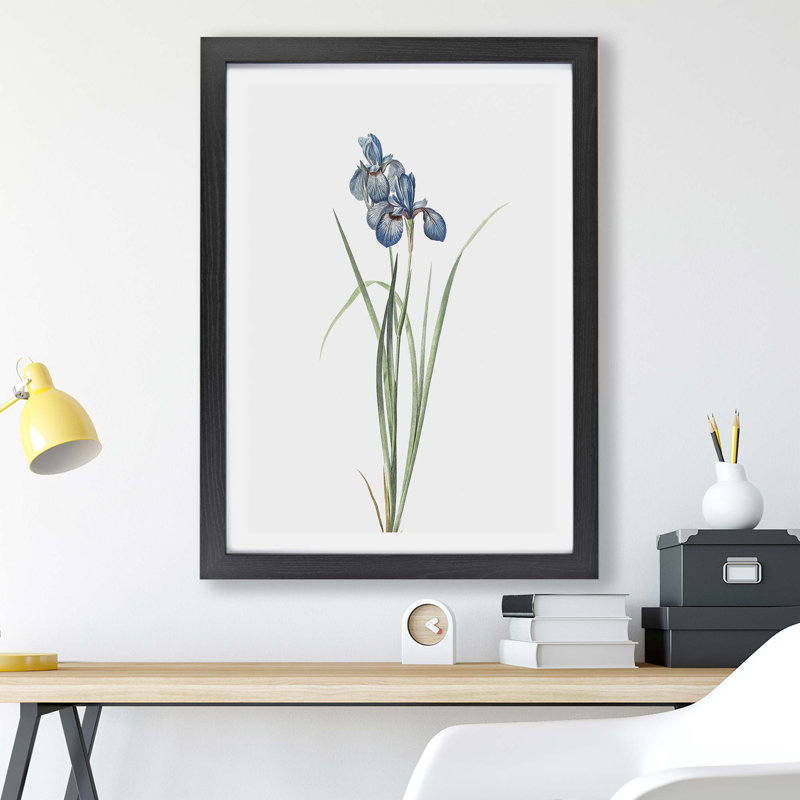 Iris Pratensis by Pierre-Joseph Redoute - Single Picture Frame Painting, Black, 24cm H x 33cm W x 2cm D