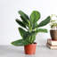Live Monstera Peru Plant