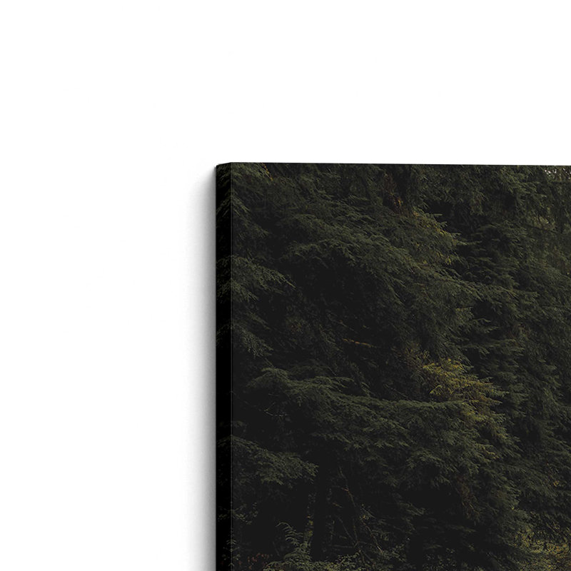 Forest Road, Large Canvas Print, 48" H x 72" W