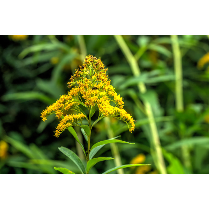 Solidago, H 8 po x l 12 po