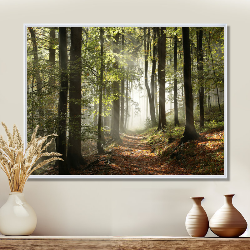 Green Fall Forest with Sun Rays - Forest Photograph Print, 12" H x 20" W, Floater Framed Print, White