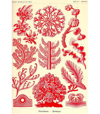 " Floridae " by Ernst Haeckel
