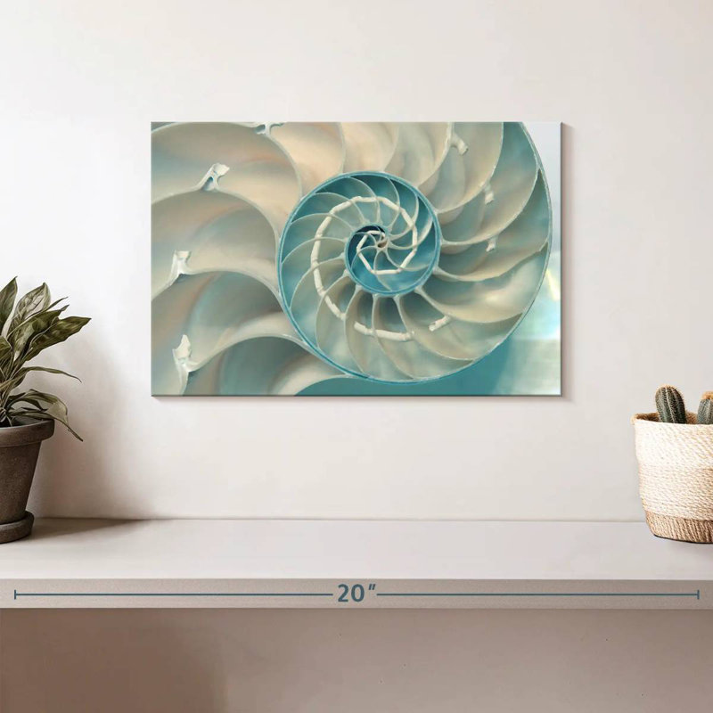 À l'intérieur d'une coquille Nautilus, H 8 po x l 12 po