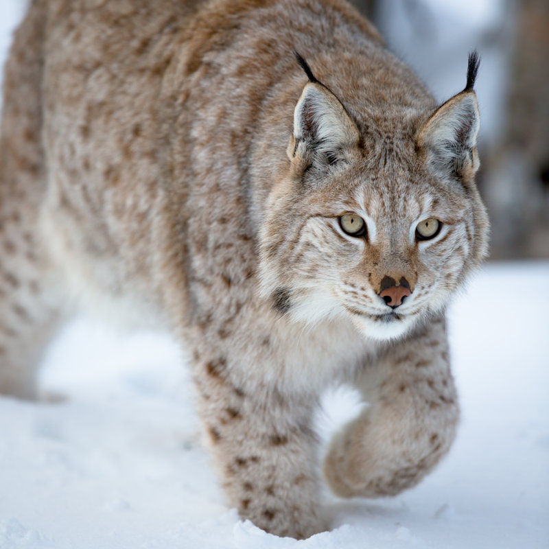 Lynx Sneaking by Kjekol - Wrapped Canvas Print, 30cm H x 46cm W