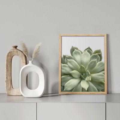 " Succulent Cactus Close Up Southwest Green Lily Pad "
