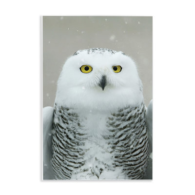Snowy Owl Portrait Wall Plaque Art by Carrie Ann Grippo-Pike