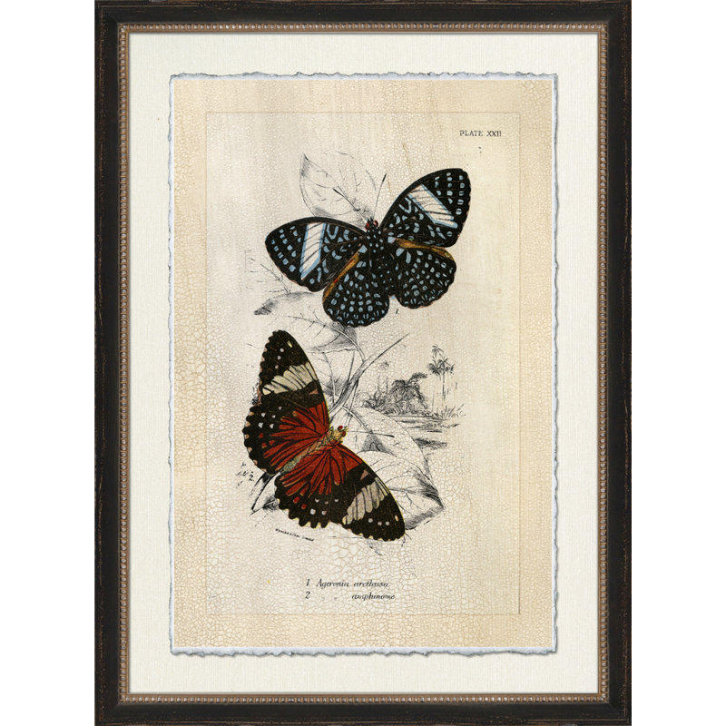 Crackled Jardine Butterfly IV Print