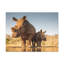 Drôle de rhinocéros blanc-32174308