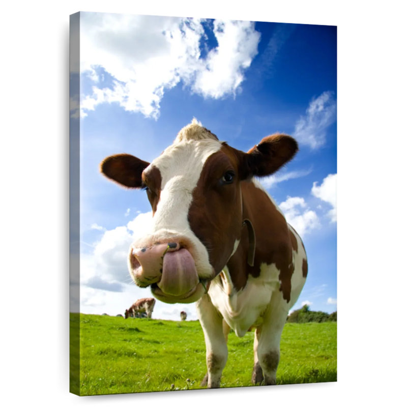 Brampt Cow Licking Nose, 39" H x 26" W
