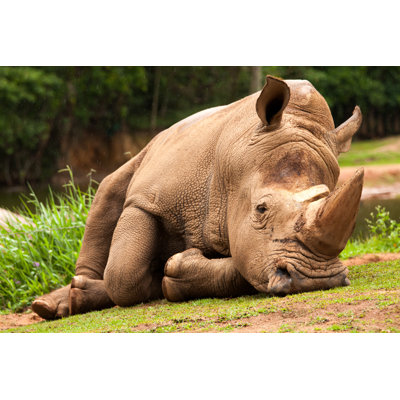 White Rhinoceros - Photographie sur toile tendue