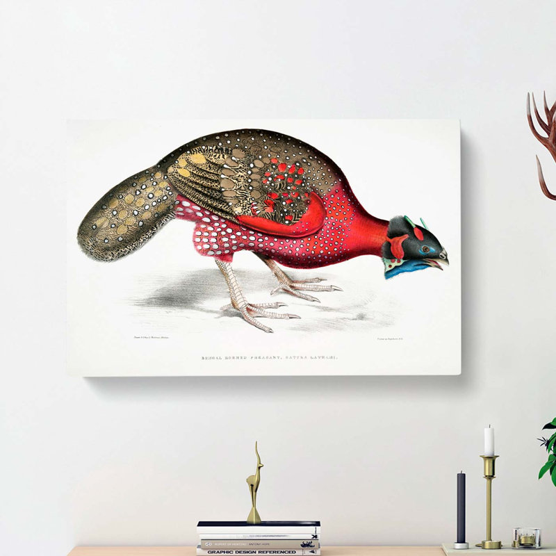 Bengal Horned Pheasant by John Edward Gray - Wrapped Canvas, 50cm H x 76cm W x 3cm D
