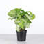 Live White Butterfly Plant-49662091