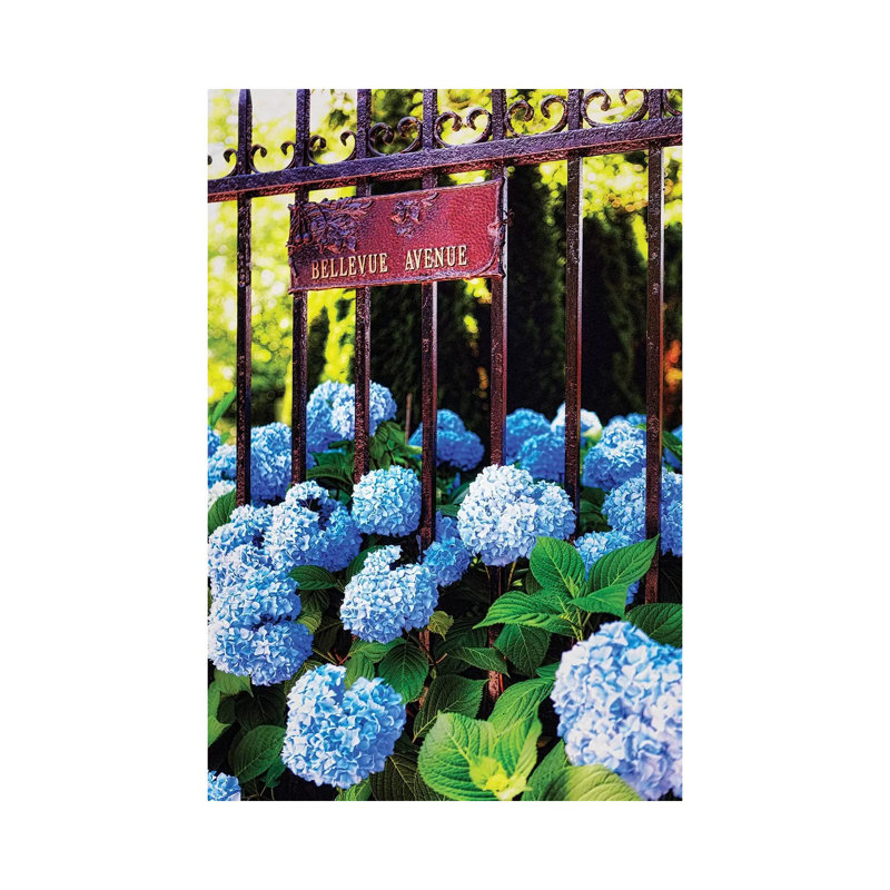 Hydrangea, Bellevue Avenue, Newport, Rhode Island by George Oze - Wrapped Canvas Print, 30.48 cm H x 45.72 cm W