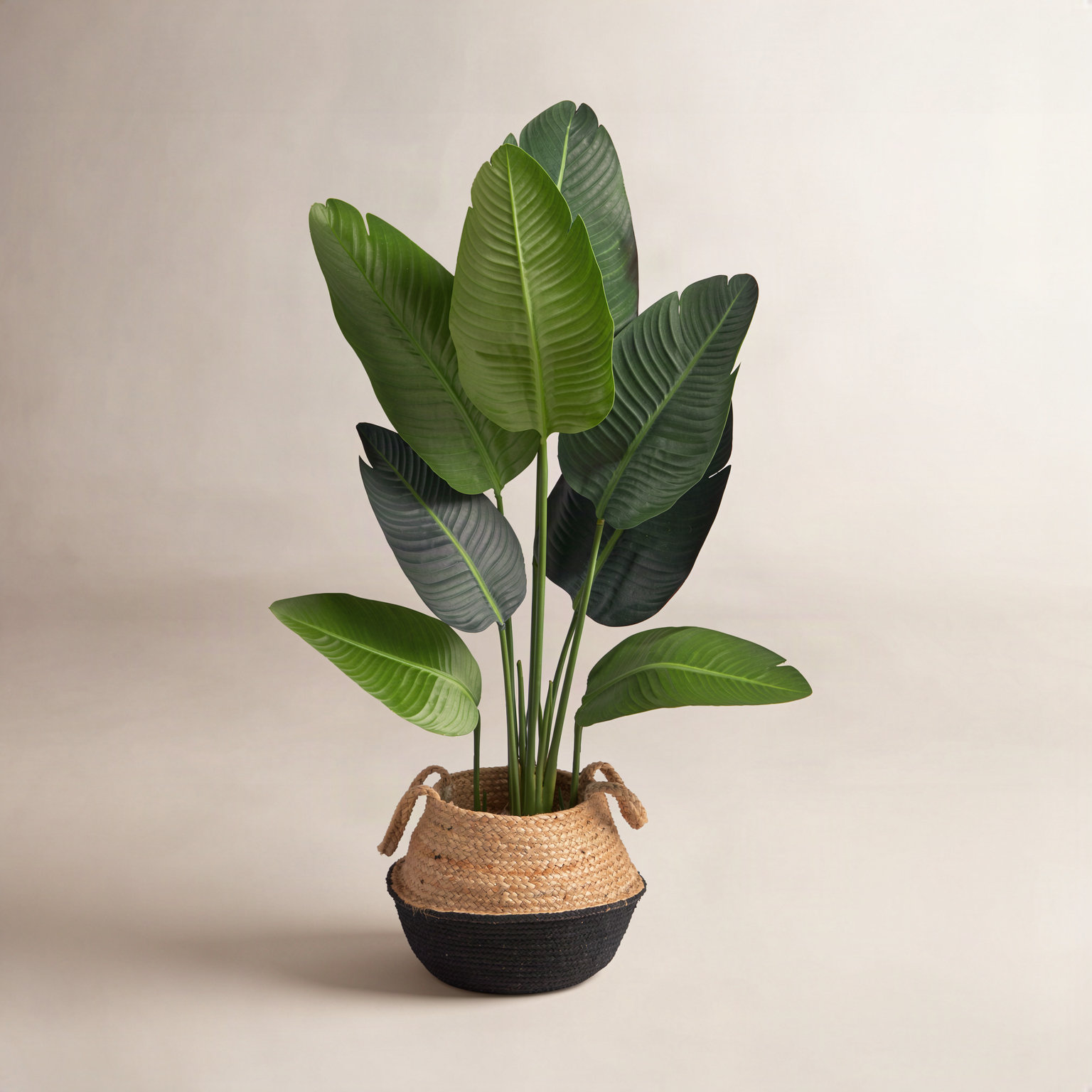 48 " Palm Tree in Planter, Tan/Black