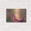 Tulipe Crispa par Cora Niele-203880858