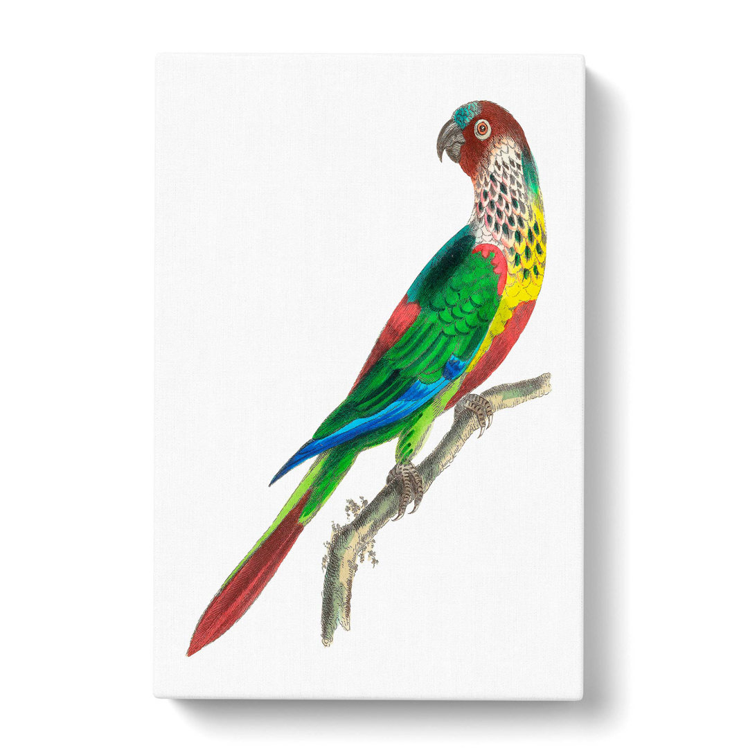 Parakeet by George Shaw - Wrapped Canvas