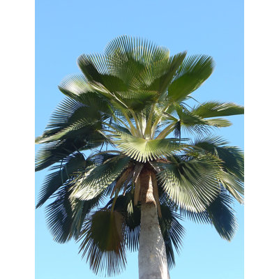 Live Plant in a 4 Inch Pot - Young Starter Plant Extremely Rare Ornamental Palms of Florida