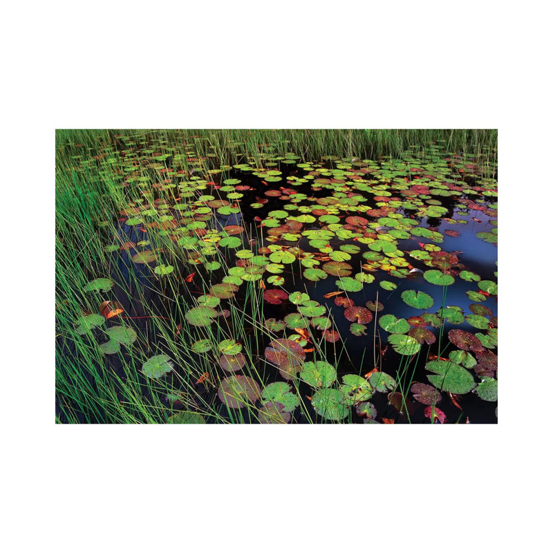 Pond With Lily Pads And Grasses by Tim Fitzharris - Wrapped Canvas Print, 66.04 cm H x 45.72 cm W x 1.91 cm D