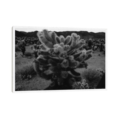 Cholla Cactus Garden XIII by Bethany Young - Print on Canvas