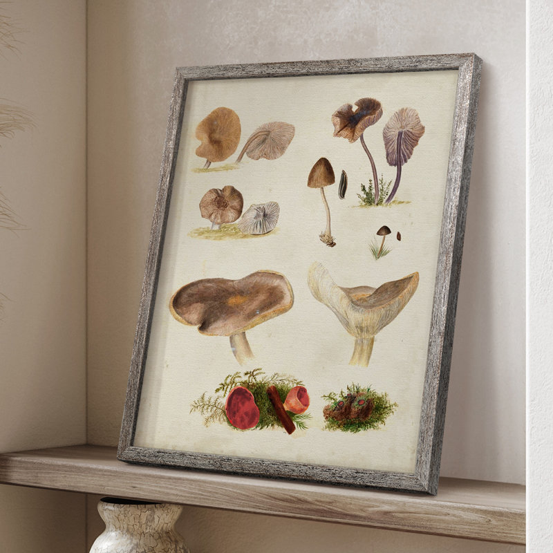Reproduction encadrée Mushroom Species III - bois massif, H 30 po x l 24 po