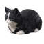 Chat tigré noir et blanc au repos-126248604