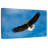 Eagle From Below-107863332