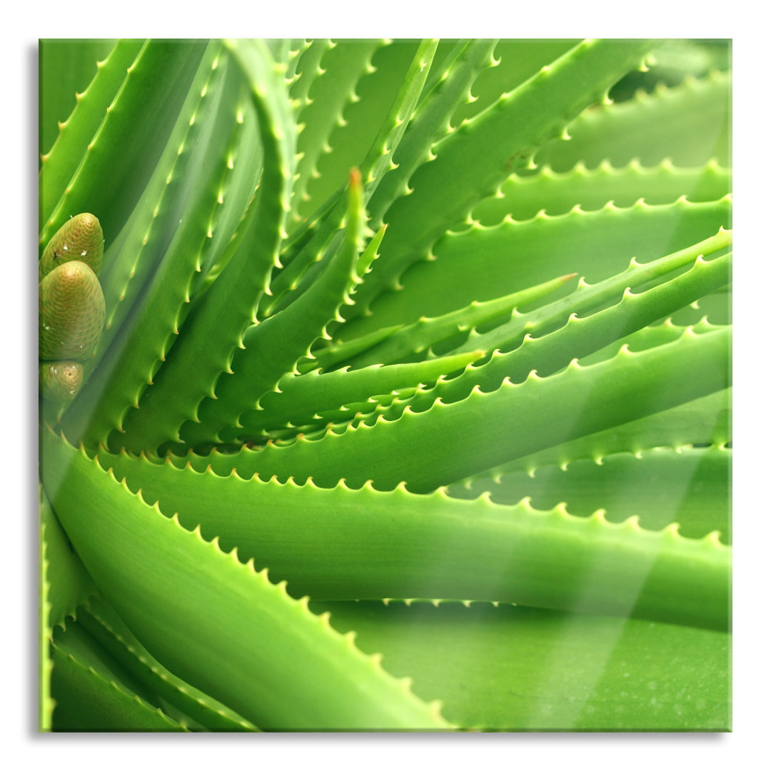 Glasbild Aloe Vera