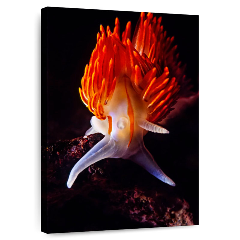 Thick Horned Nudibranch, 48" H x 32" W
