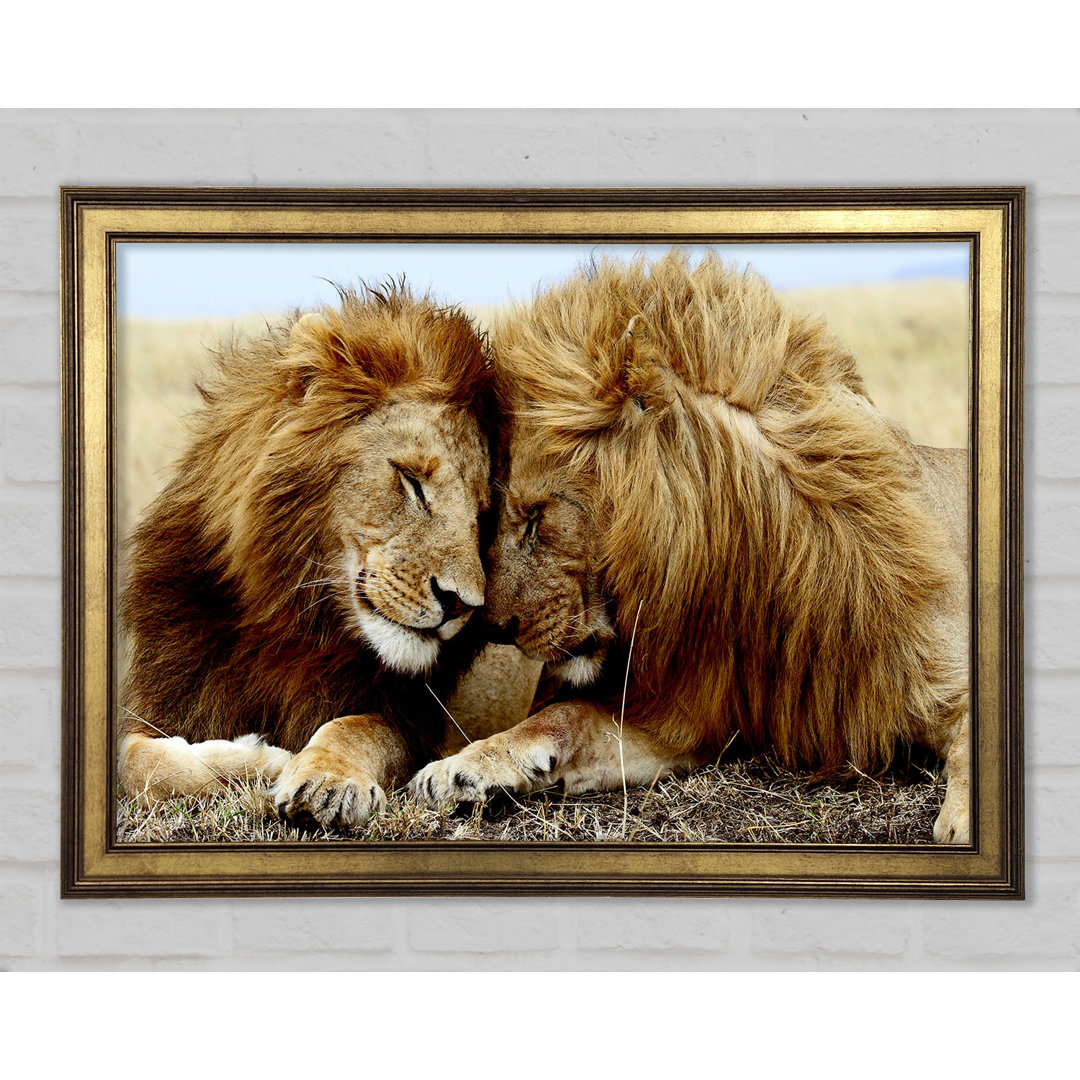 Gerahmtes Poster Lions Love Wild Cats Tiere