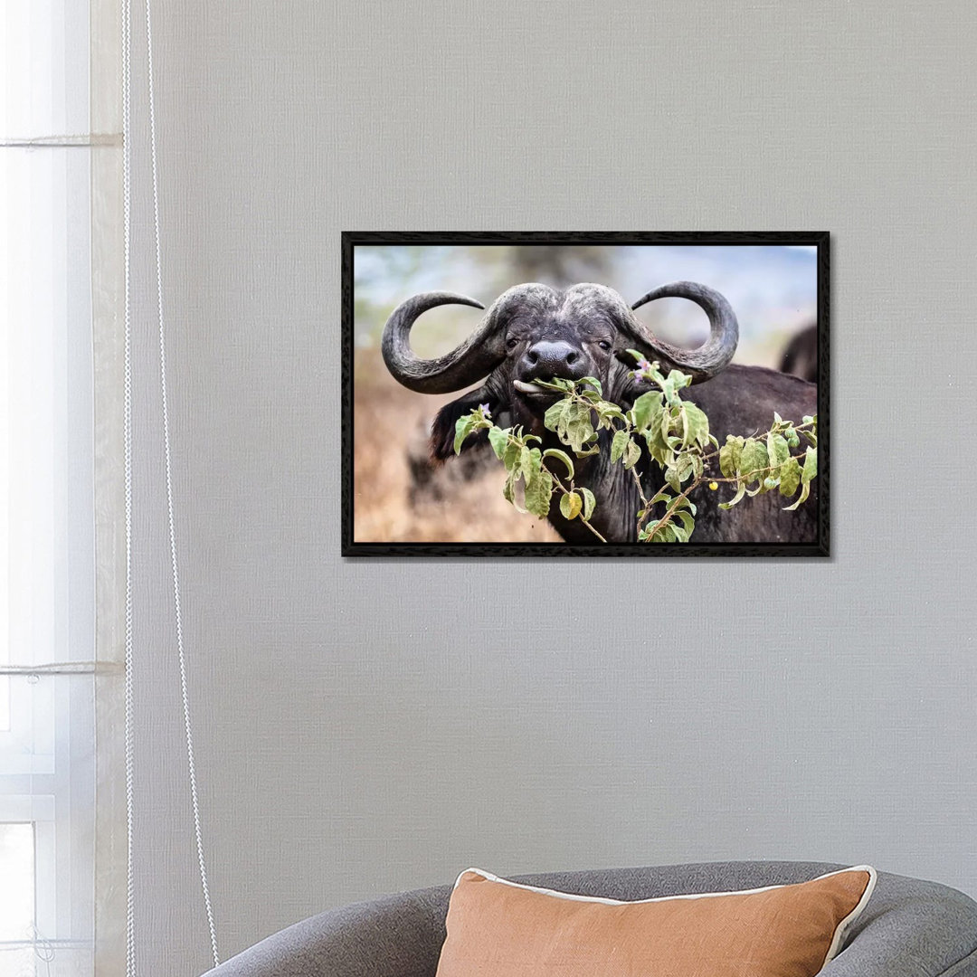 Closeup Cape Buffalo Eating Flower von Susan Richey - Gallery-Wrapped Canvas Giclée