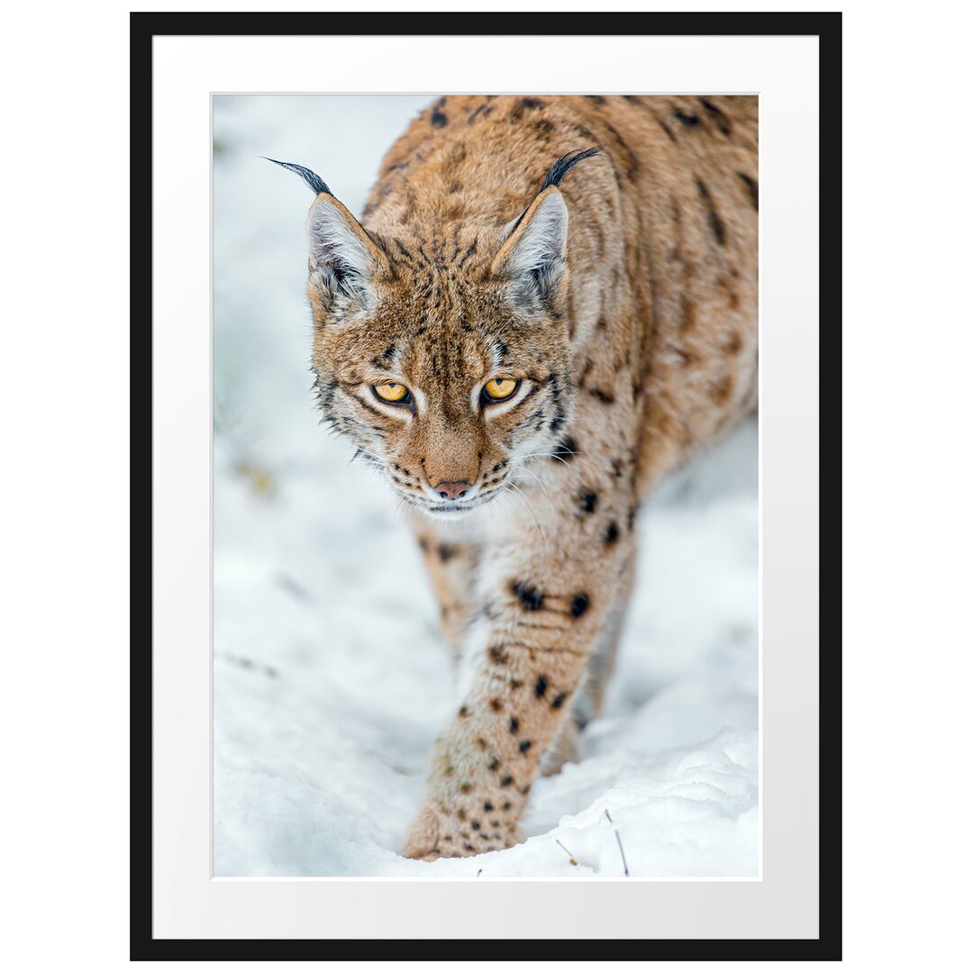 Gerahmtes Fotoposter "Wachsamer Luchs im Schnee