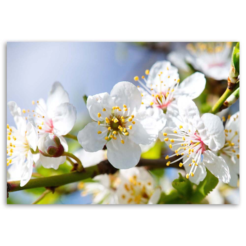 Leinwandbild Flowering branch