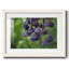 Aubergine-133614900-133614890