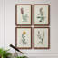 Traditional Botanical I - Ensemble de 4 reproductions de cadres photo sur toile-32851613-32851612
