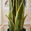 55cm Faux Plant in Pot Liner