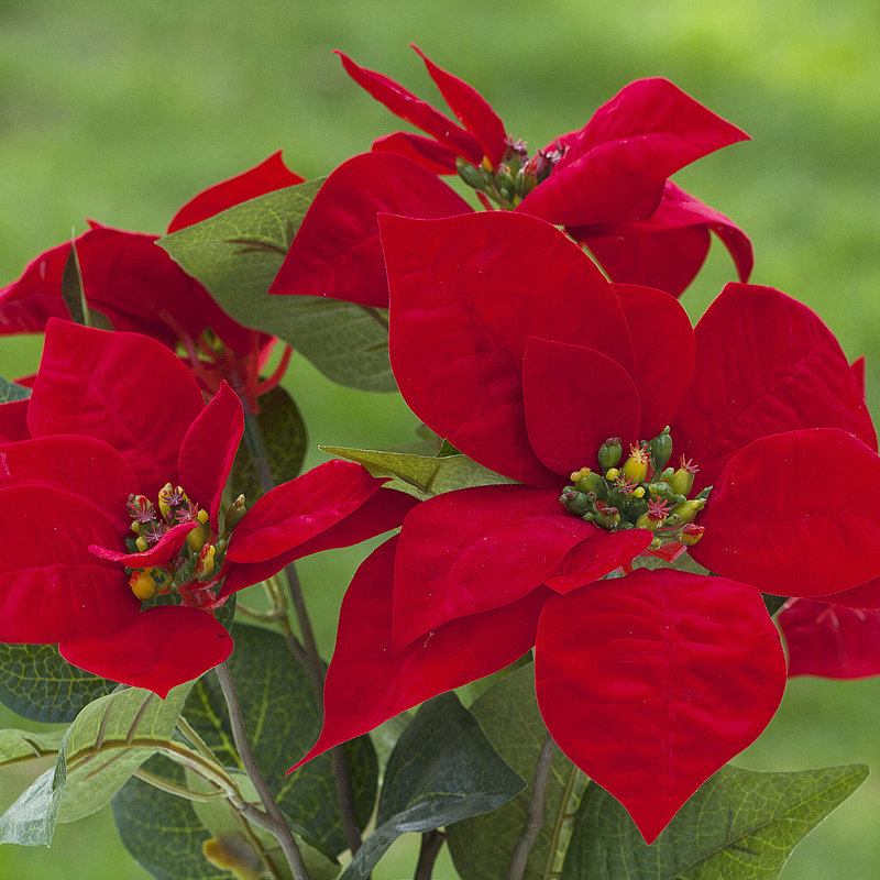 Arrangement floral poinsettias dans un vase
