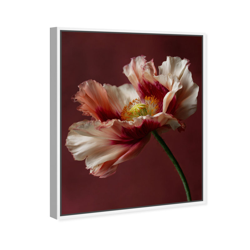 Merlot Blush Blossom I Print by Oliver Gal, 17"H x 21"W, White Floater Frame