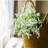 Madrid Baby's Breath Centerpiece-1491479432