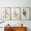 Antique Botanical Collection I - Impression personnalisée de qualité supérieure avec cadre mat - 3 pièces-401402085