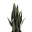 Plante de serpent artificielle Sansevieria en pot-1492571405