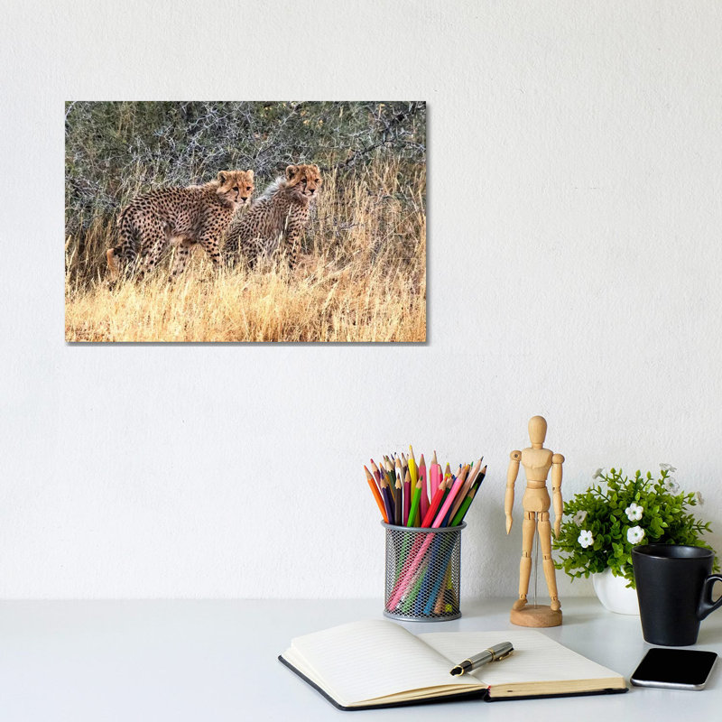 Cheetah Cubs, Kgalagadi Transfrontier Park, South Africa by Keren Su - Wrapped Canvas Print