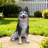 Lifelike Husky Dog Statue