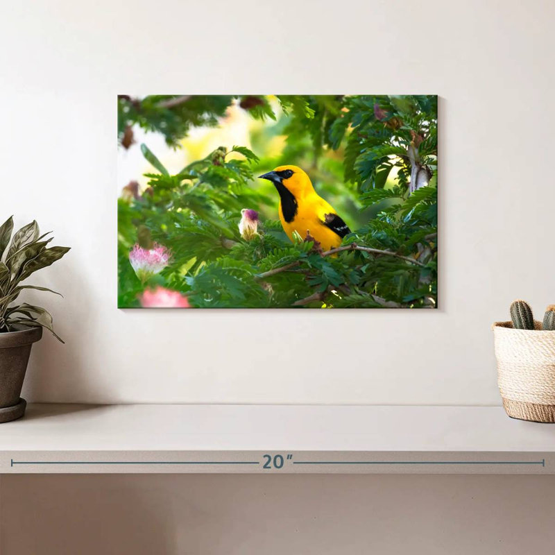 Crowle Oriole Songbirds, H 8 po x l 12 po
